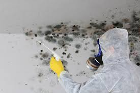 Reliable Glencoe, FL Mold Removal Services Solutions